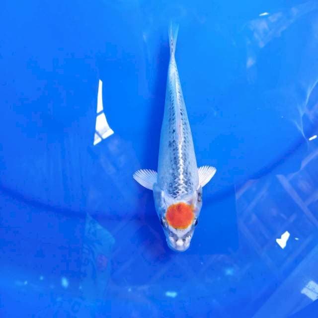 Tancho kujaku 20cm