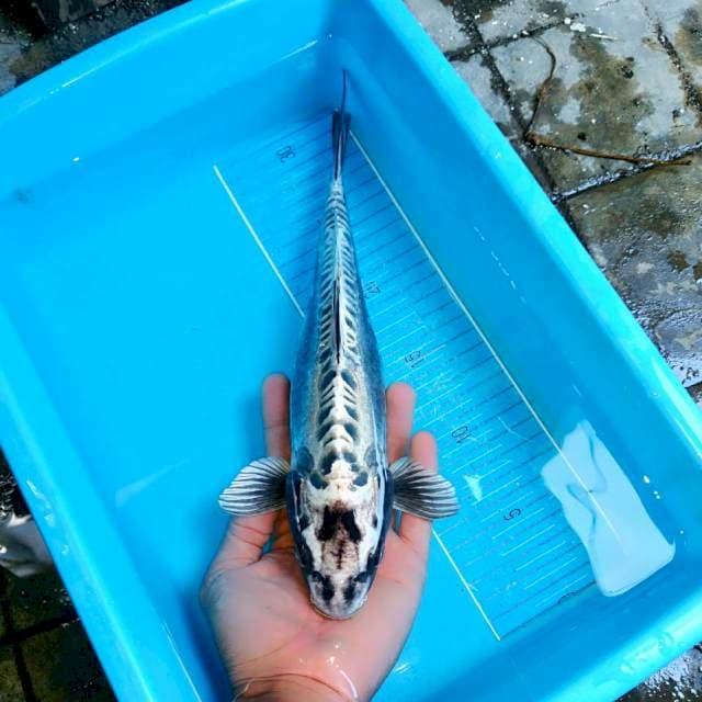 KIKOKURYU 30cm