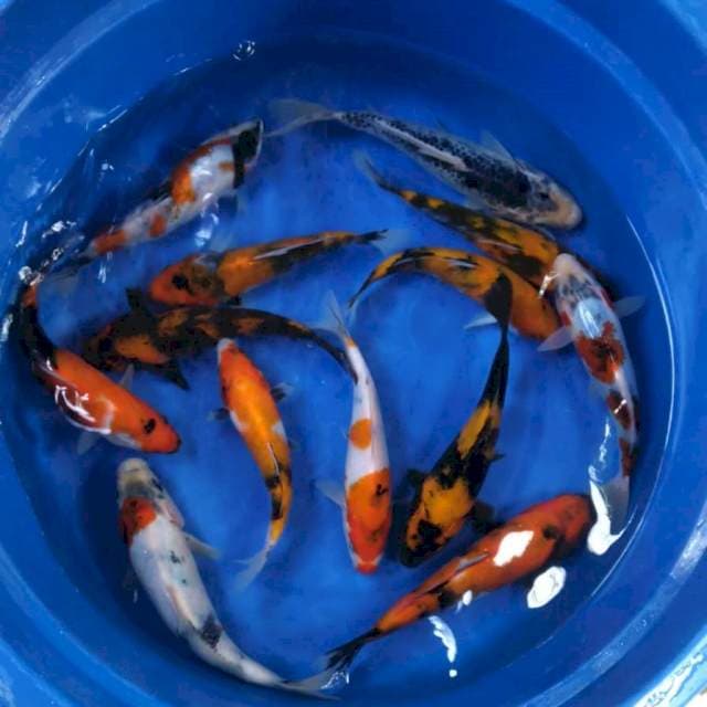 15-19cm/13ekor Mix Showa,utsuri,goshiki 