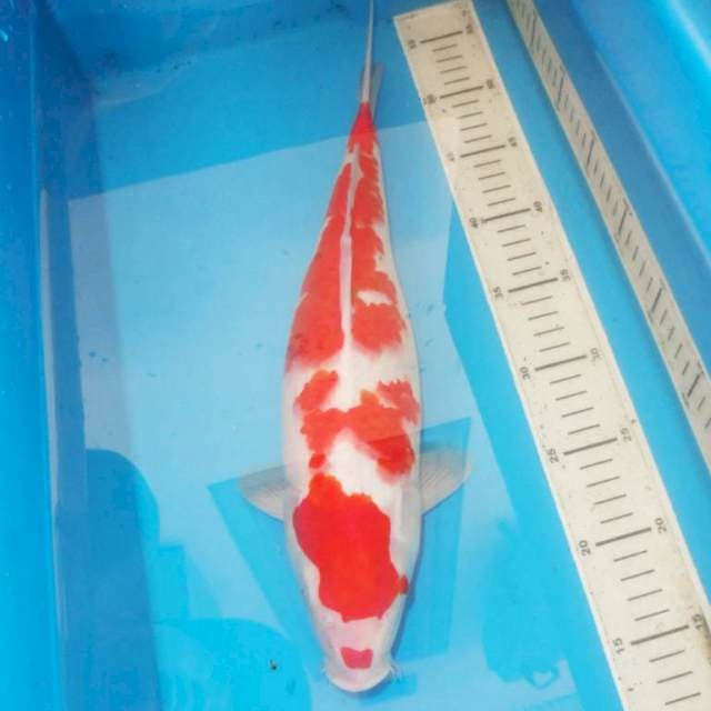 40cm KOHAKU ABSTRAK JUMBO