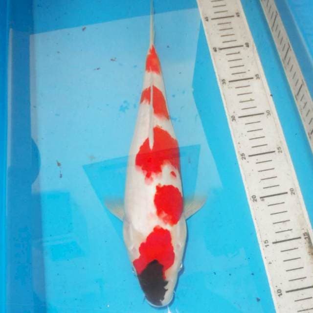 35cm KINDAI SHOWA 5 STEP