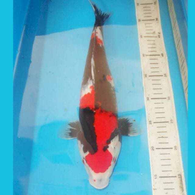 40CM SHOWA SHOW QUALITY