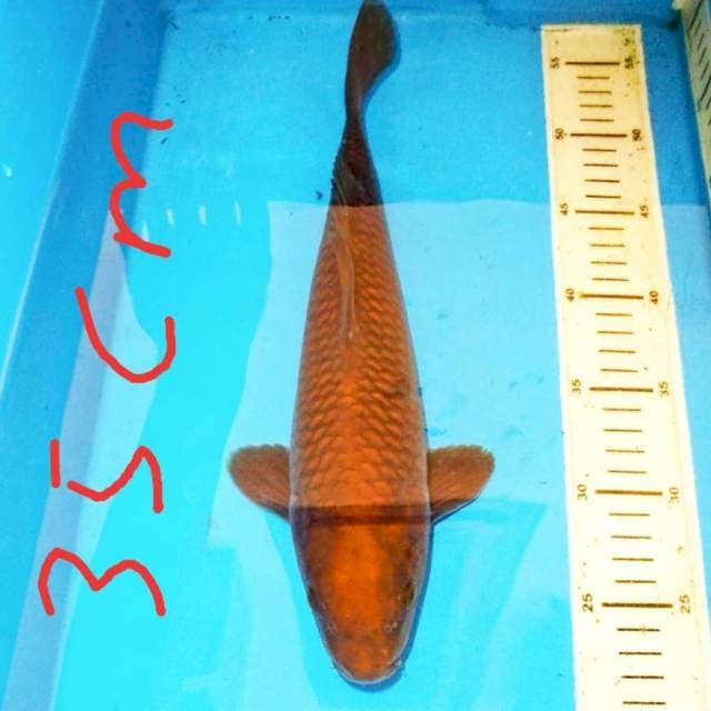 Chagoi tembaga 34 cm