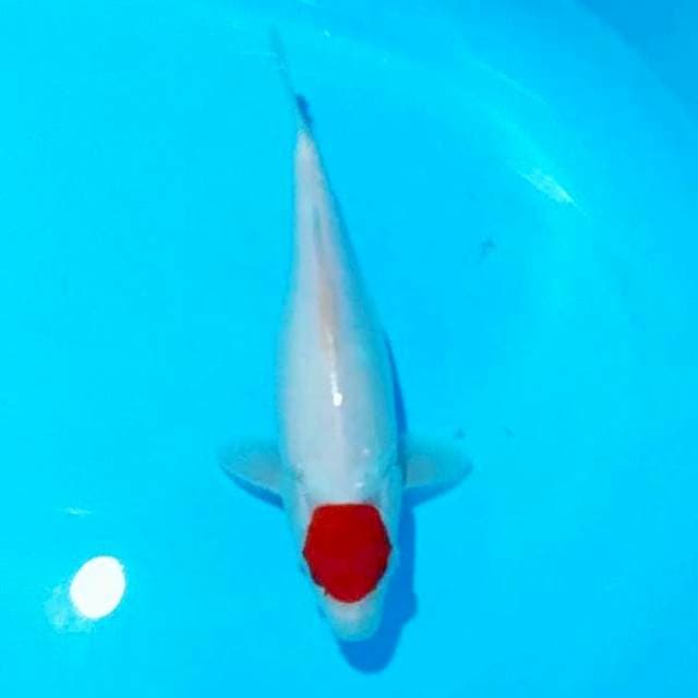 Tancho 32cm fm