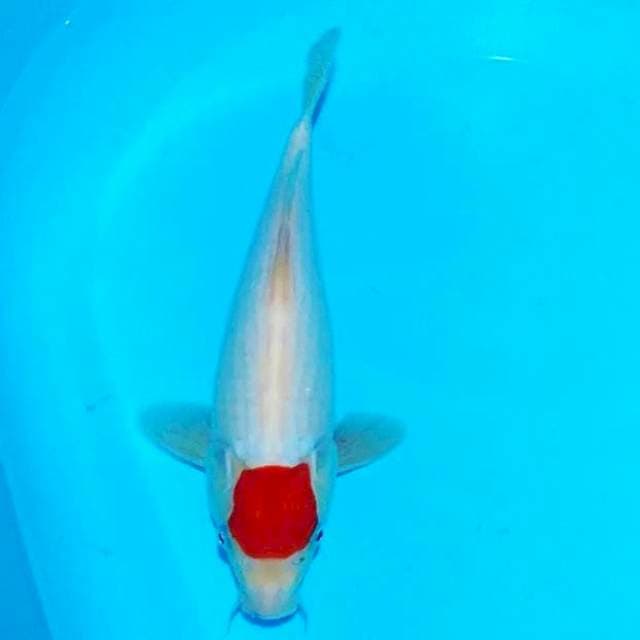 Tancho 32cm fm