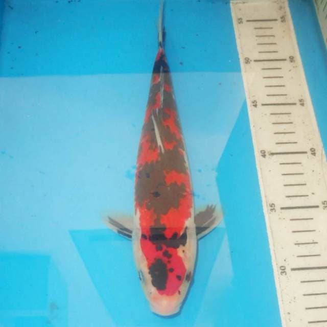 29cm SHOWA ARMY