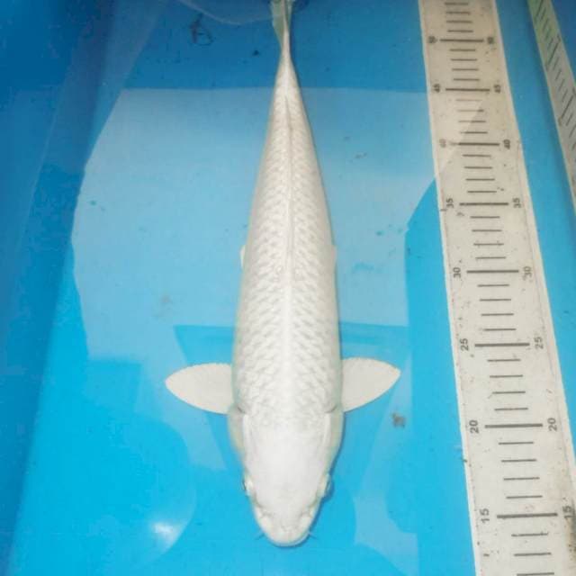 39cm PLATINUM SUPER white