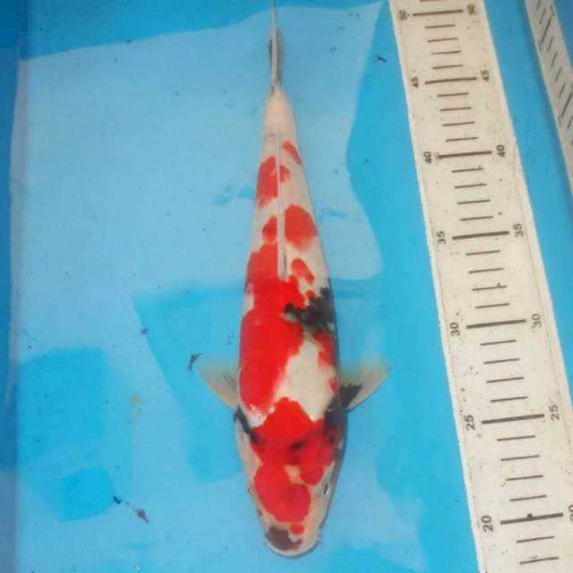 30cm KINDAI SHOWA 