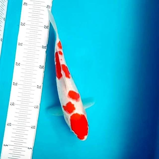 4. Kohaku Medium || 33 cm