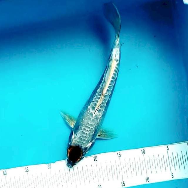 9. Tancho Kiko || 35 cm