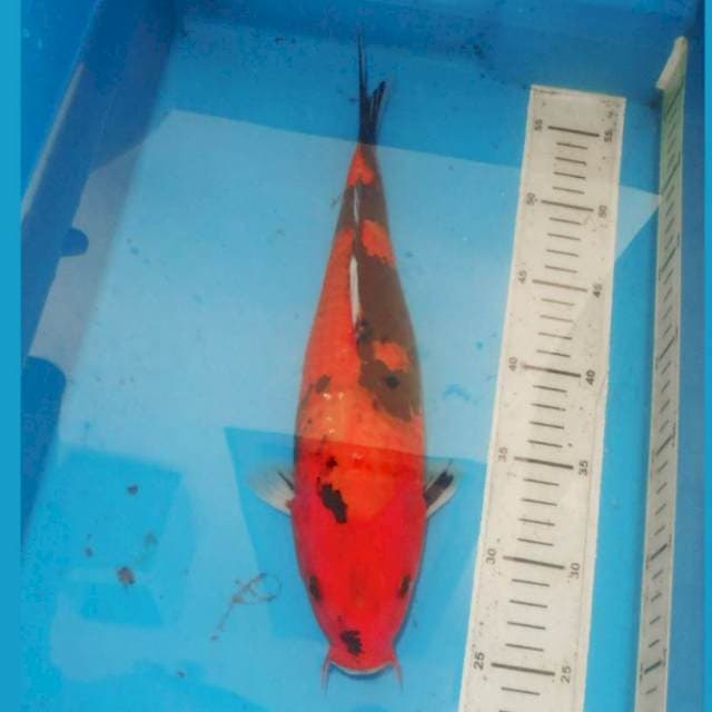 Hi Showa 33cm
