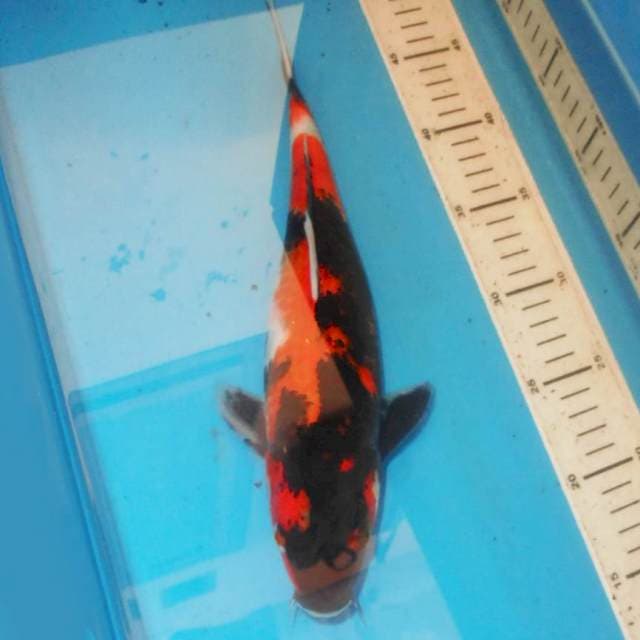 Hi Showa 32 cm
