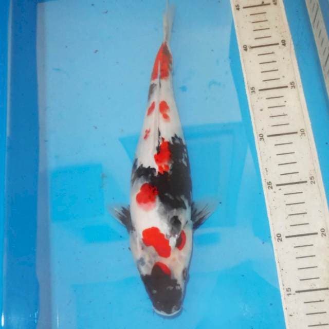 Sakura Showa 31 cm