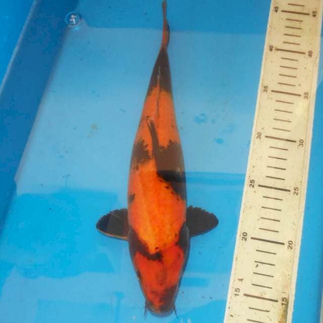 Hi utsuri 32 cm