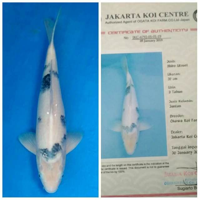 Okawa Pejantan Shiro ..!!