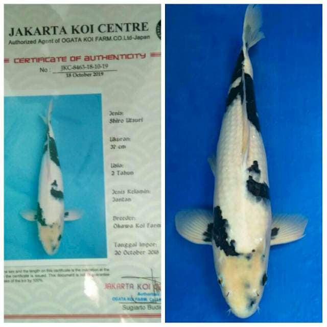 Okawa Jumbo Male ..!!