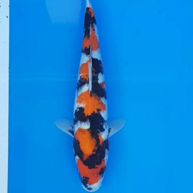 Kindai Showa 34CM