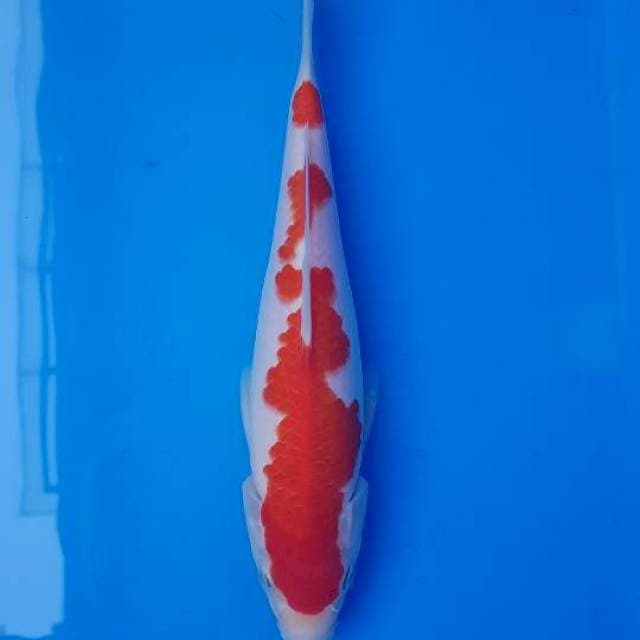 Inazuma kohaku 24cm