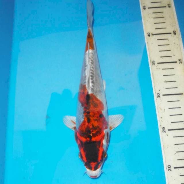 BENI KIKO