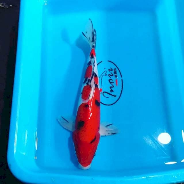 Sanke 31cm male