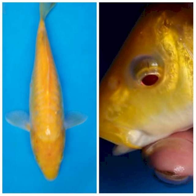 RED EYE KARASI ARAGOKE