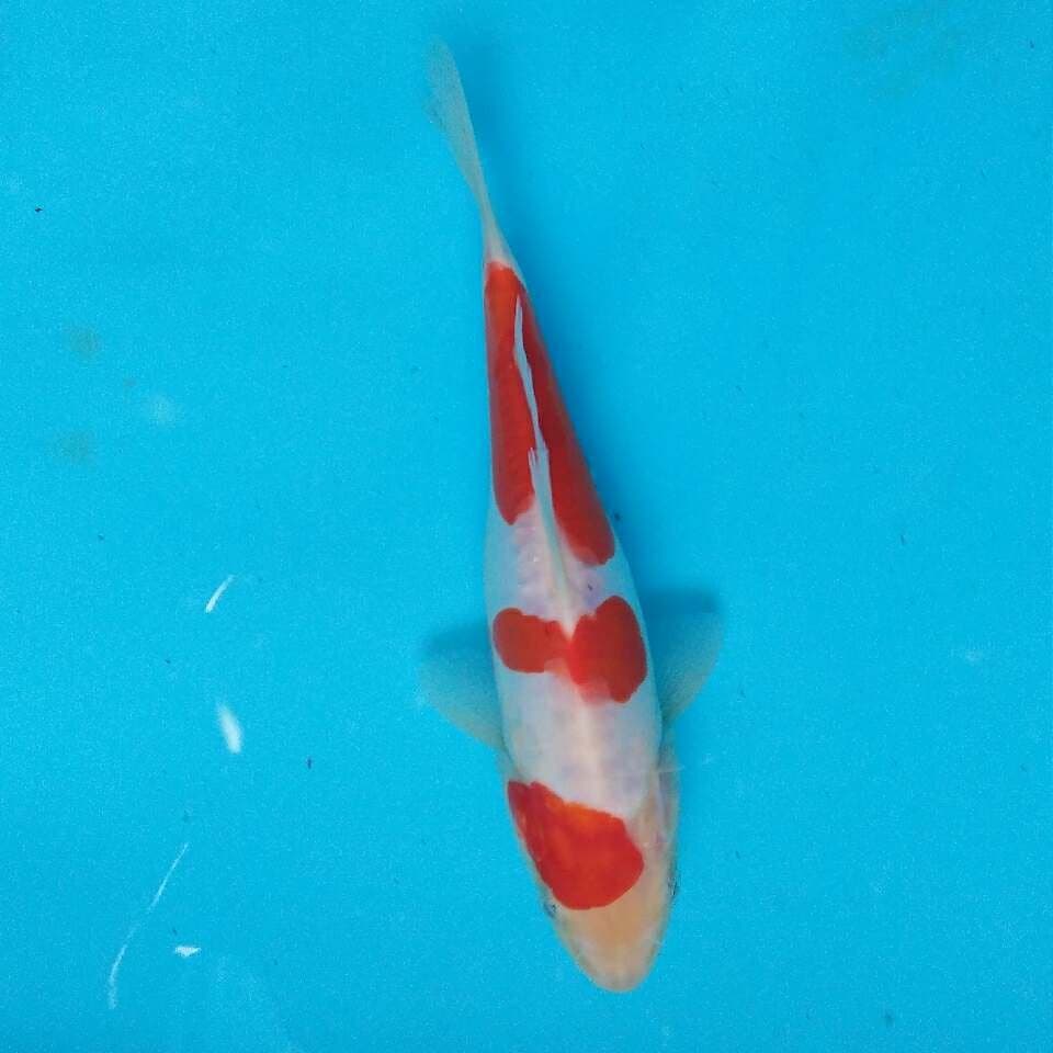 Kohaku doitsu 20cm