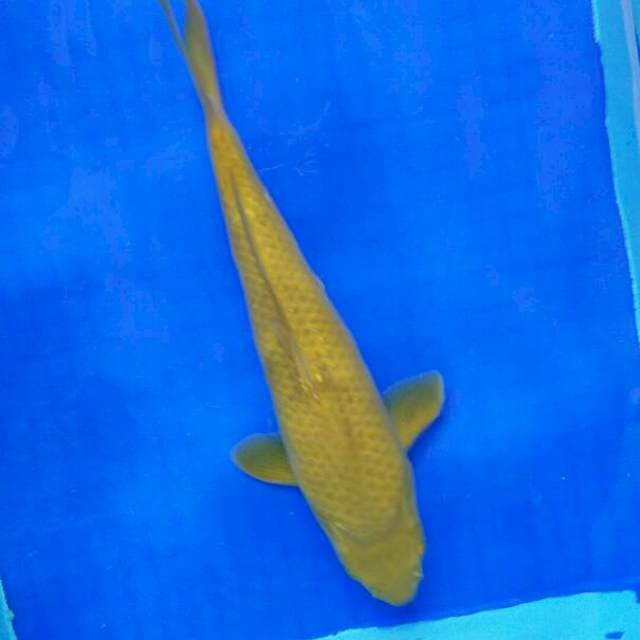 MIDORI HIJAU 35cm