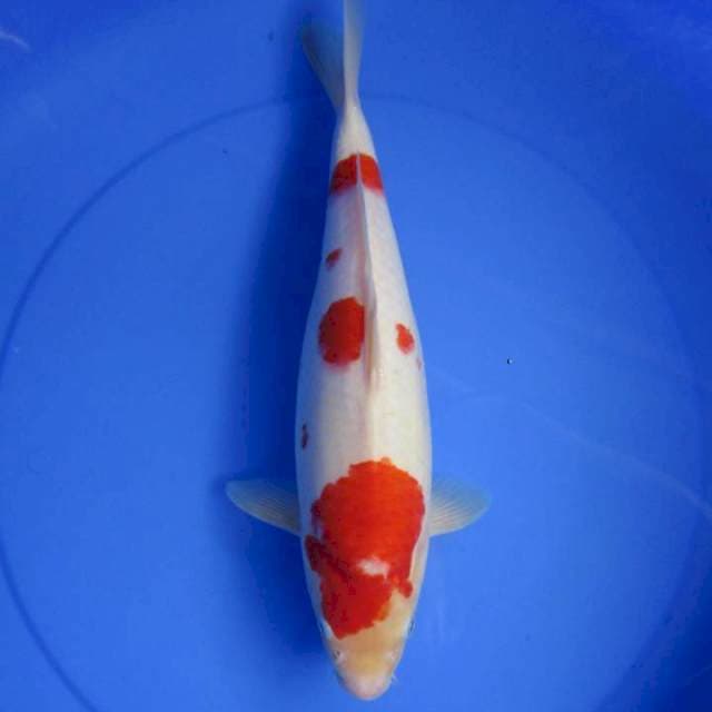 Kohakumunuk35cm
