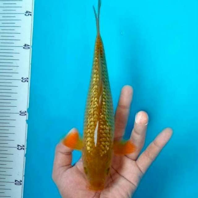 Cagoi ginrin male
