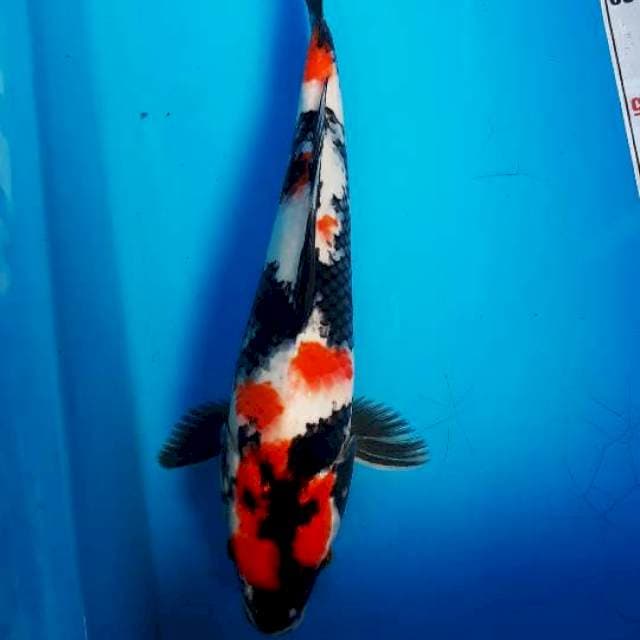 Sowa kindai 30cm