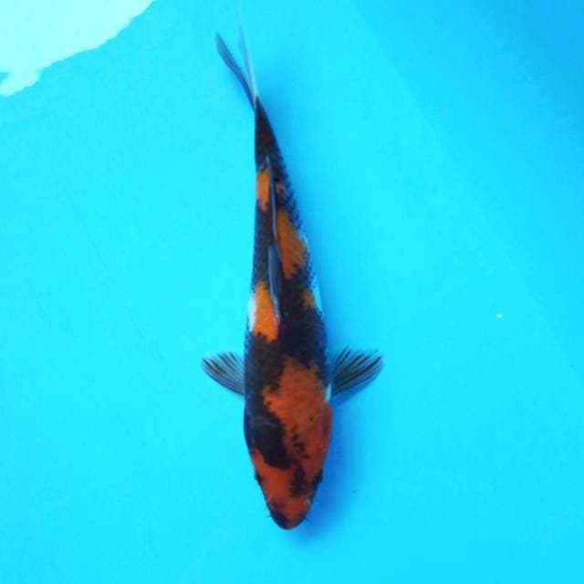 1. Showa #26cm