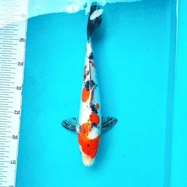 3. Sanke Doitsu #30cm