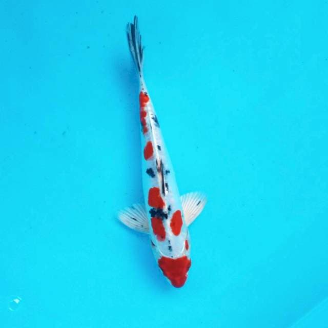 4. Sanke Hikari #26cm