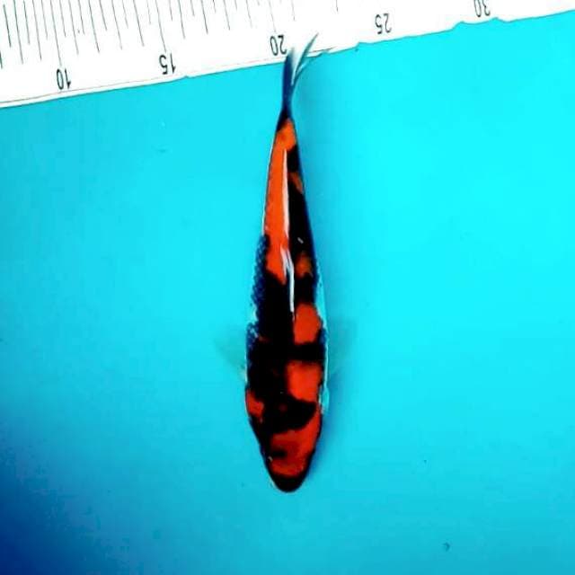 8. Hi Showa #25cm