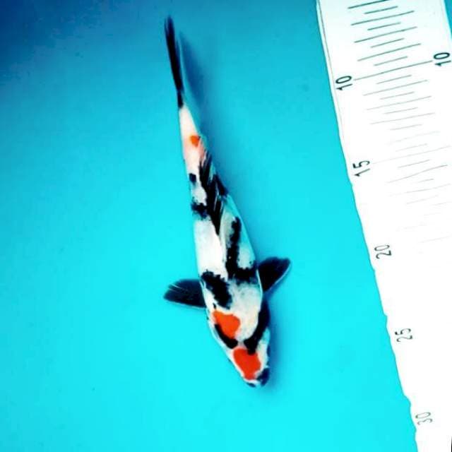 9. Kindai Showa #23cm