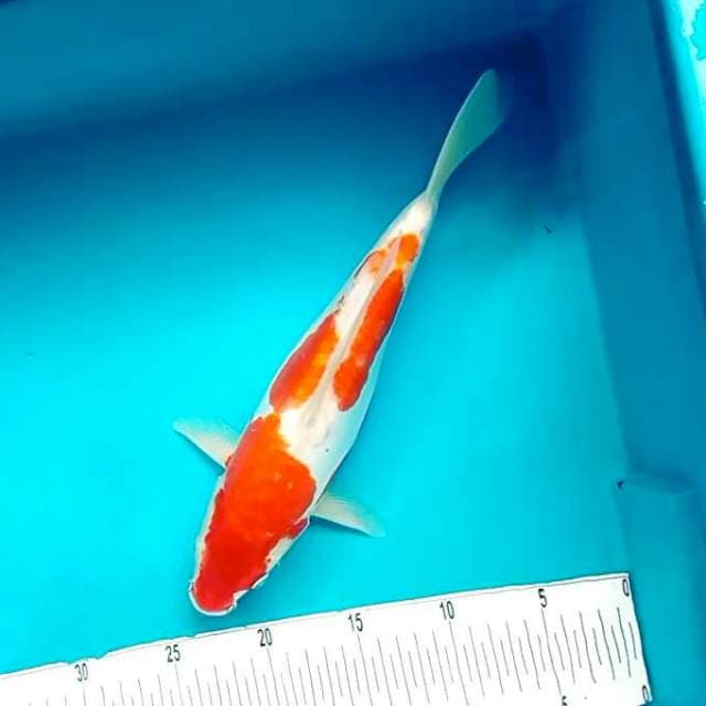 Doitsu Kohaku 31cm