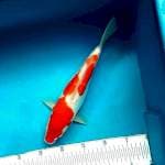 Doitsu Kohaku 31cm