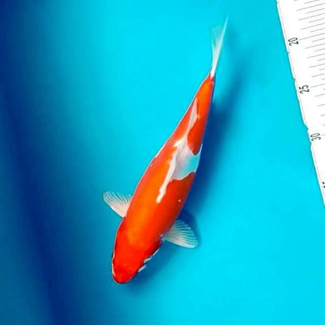 Doitsu Kohaku 30cm