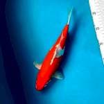 Doitsu Kohaku 30cm