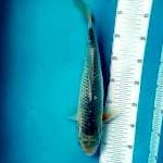 Asagi 35cm