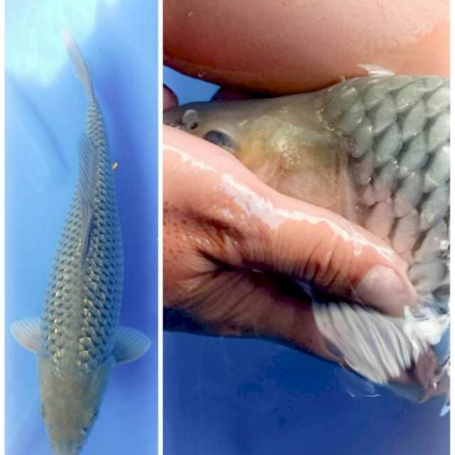 Soragoi ginrin berpunuk jos 40 cm