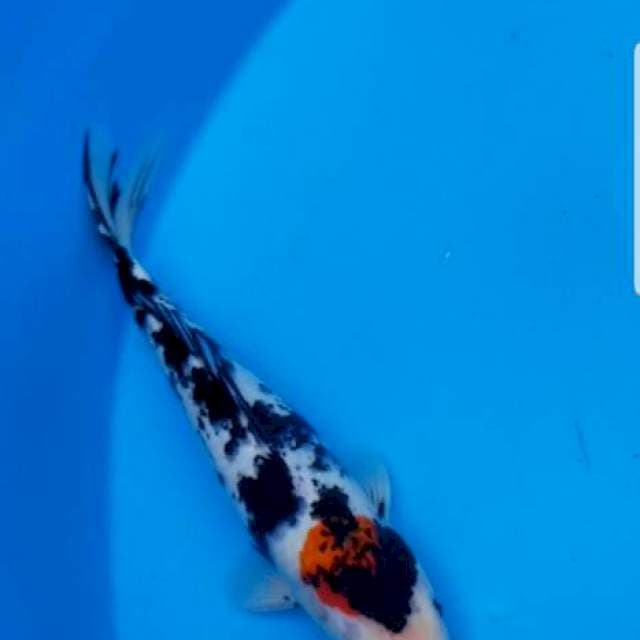 Tancho Showa 33cm