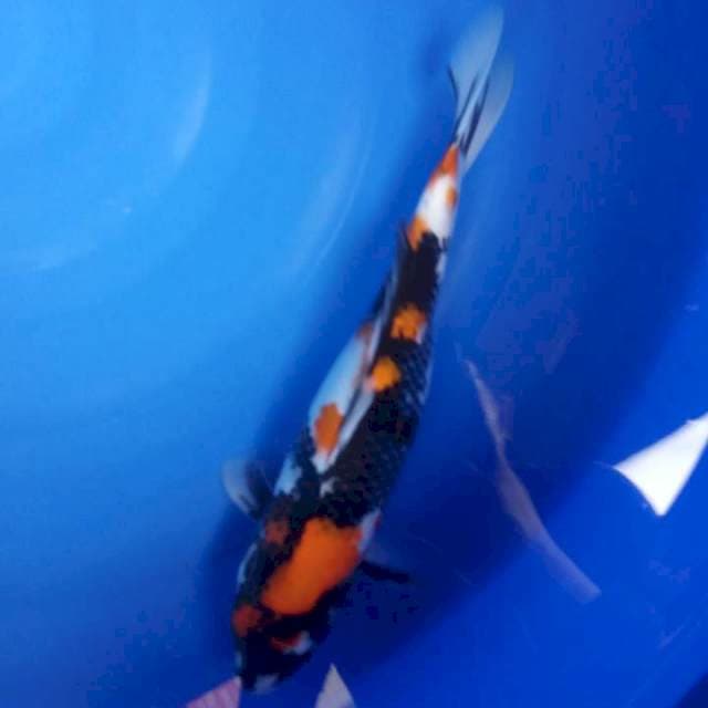 ShOWA uzowo hitam full