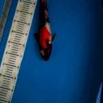Showa Male 36cm