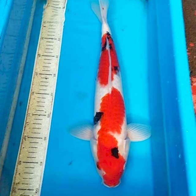 Sanke 46cm