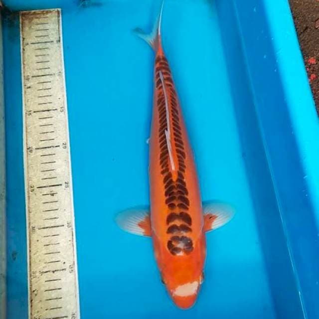 Shusui merah F1 37cm