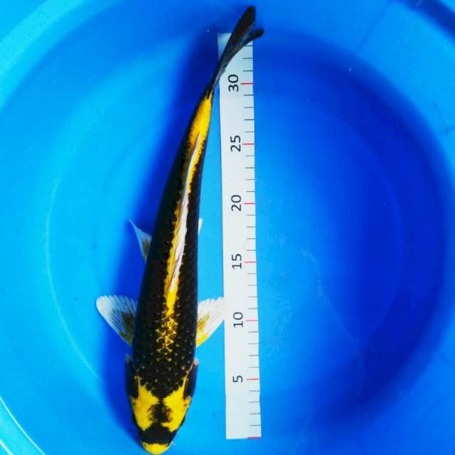 Kabuto josss 35cm male