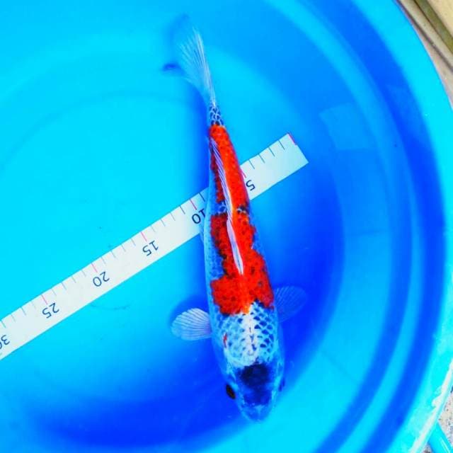 Red kujaku 30cm