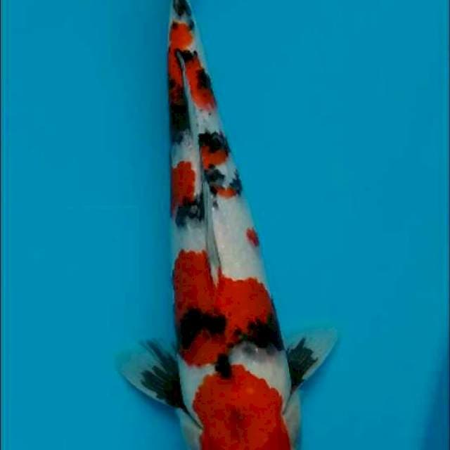 Showa sq 34 cm