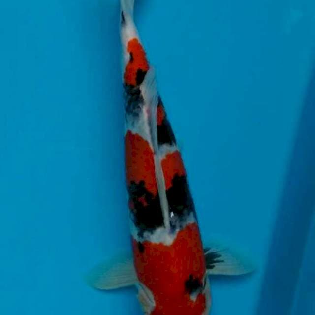 Showa sq 34 cm